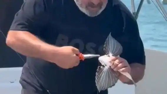 Saros Koyu'nda Nadir Görülen Kırlangıç Balığı Avlandı: Balıkçılar Şaşkın!
