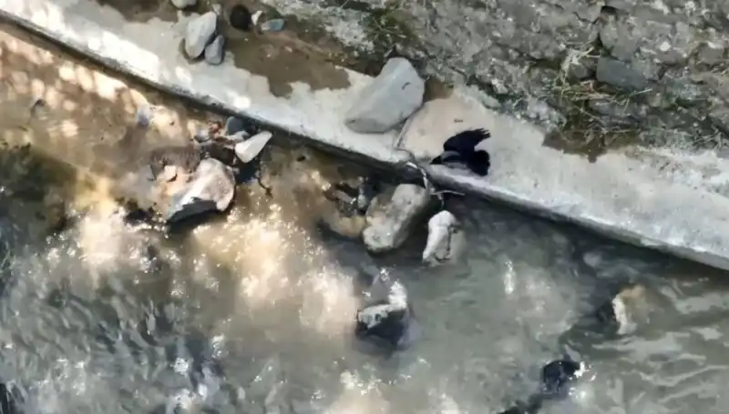 Karga ile Yılan Arasındaki Şoke Eden Savaşın Ardındaki Gerçekler