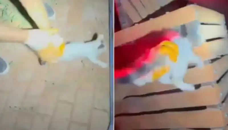 Gece Yarısı Kurtarma: İtfaiye Ekipleri Kediyi Hayata Döndürdü