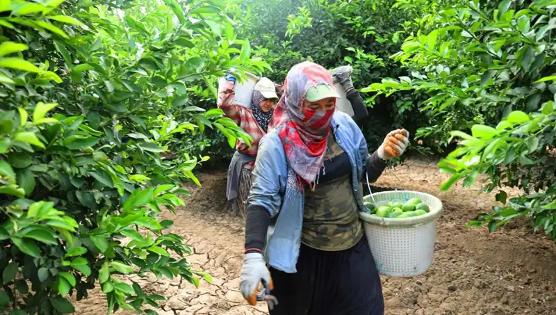 Markette Patlıcan Fiyatları 150 Lirayı Geçti, Yeni Hasat Umut Veriyor!
