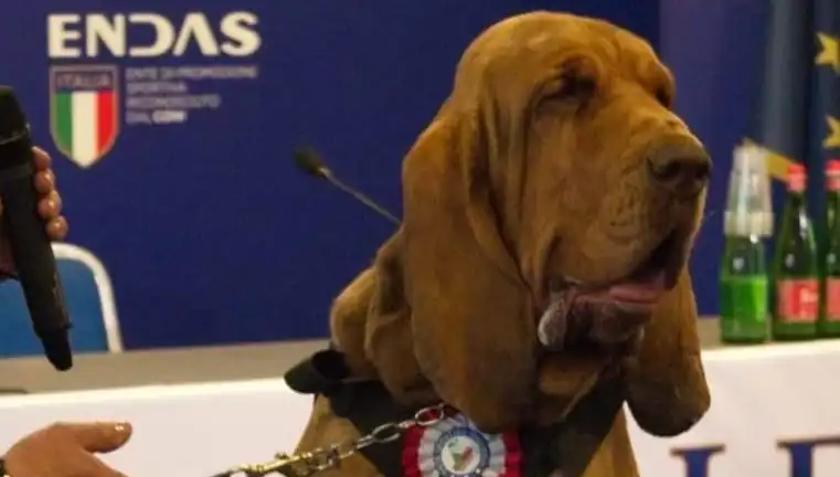 Arama Köpeğine Düzenlenen Suikast İzleyenleri Şaşkına Çevirdi!