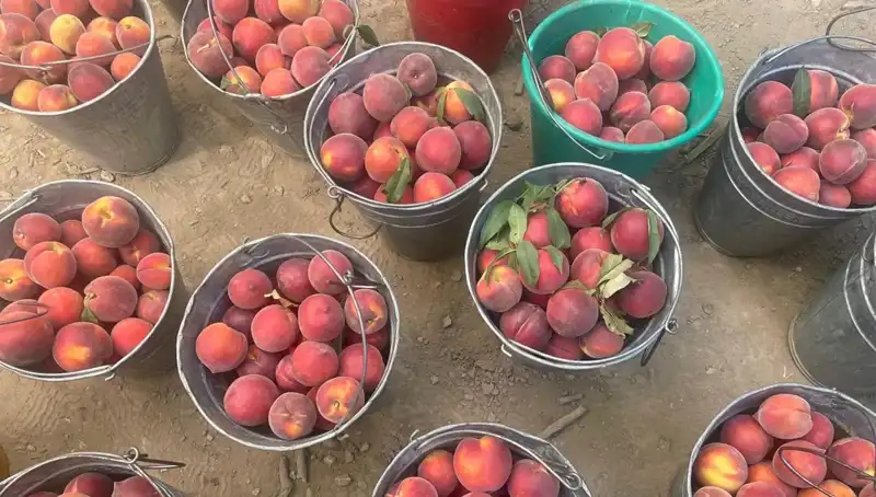 Çiftçilerin Yüzünü Güldüren Hasat Sezonu: Fiyatlar 100 Liraya Ulaştı!
