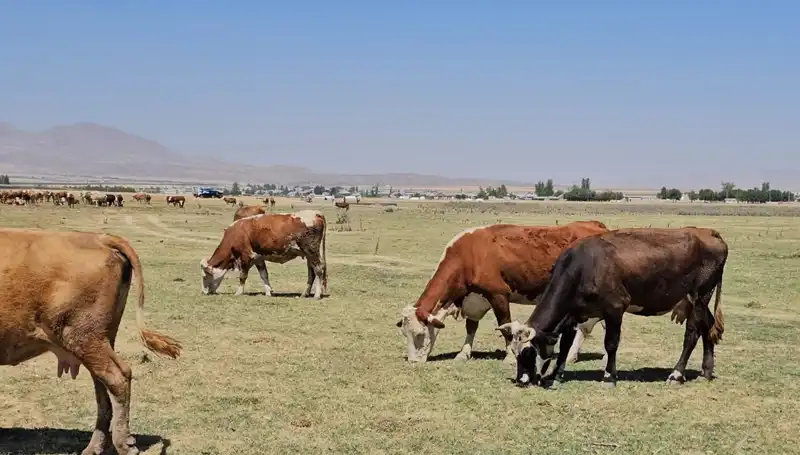 Arin Gölü kurudu: İnsanlık ve Doğa için Tehlike Çanları Çalıyor
