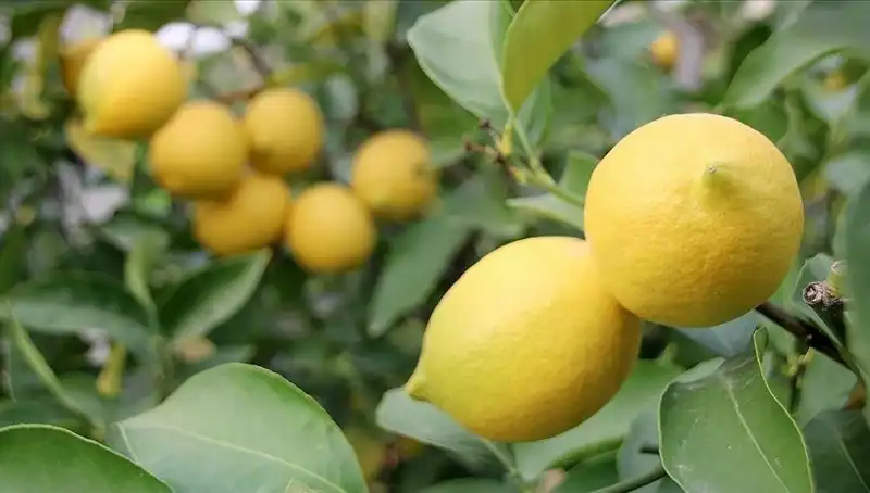 Limonun Fahiş Fiyatı: Çiftçiden Tüketiciye 24 Lira!