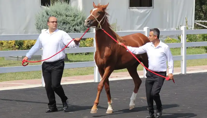 Taşkın Kral: Doğanın Gücünü Yeniden Tanımlayan Rekorların Sahibi
