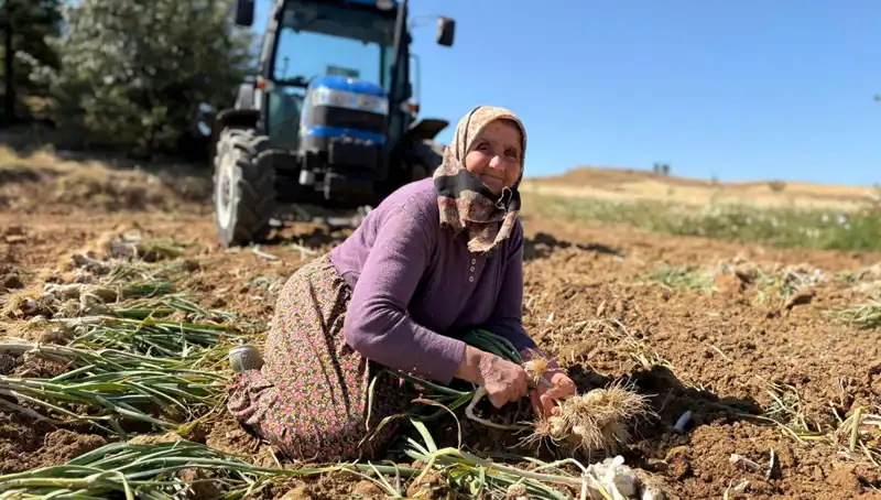Selenyum Zengini Yerli Ürün: Tarladan Günlük 1200 Liraya Satılıyor!